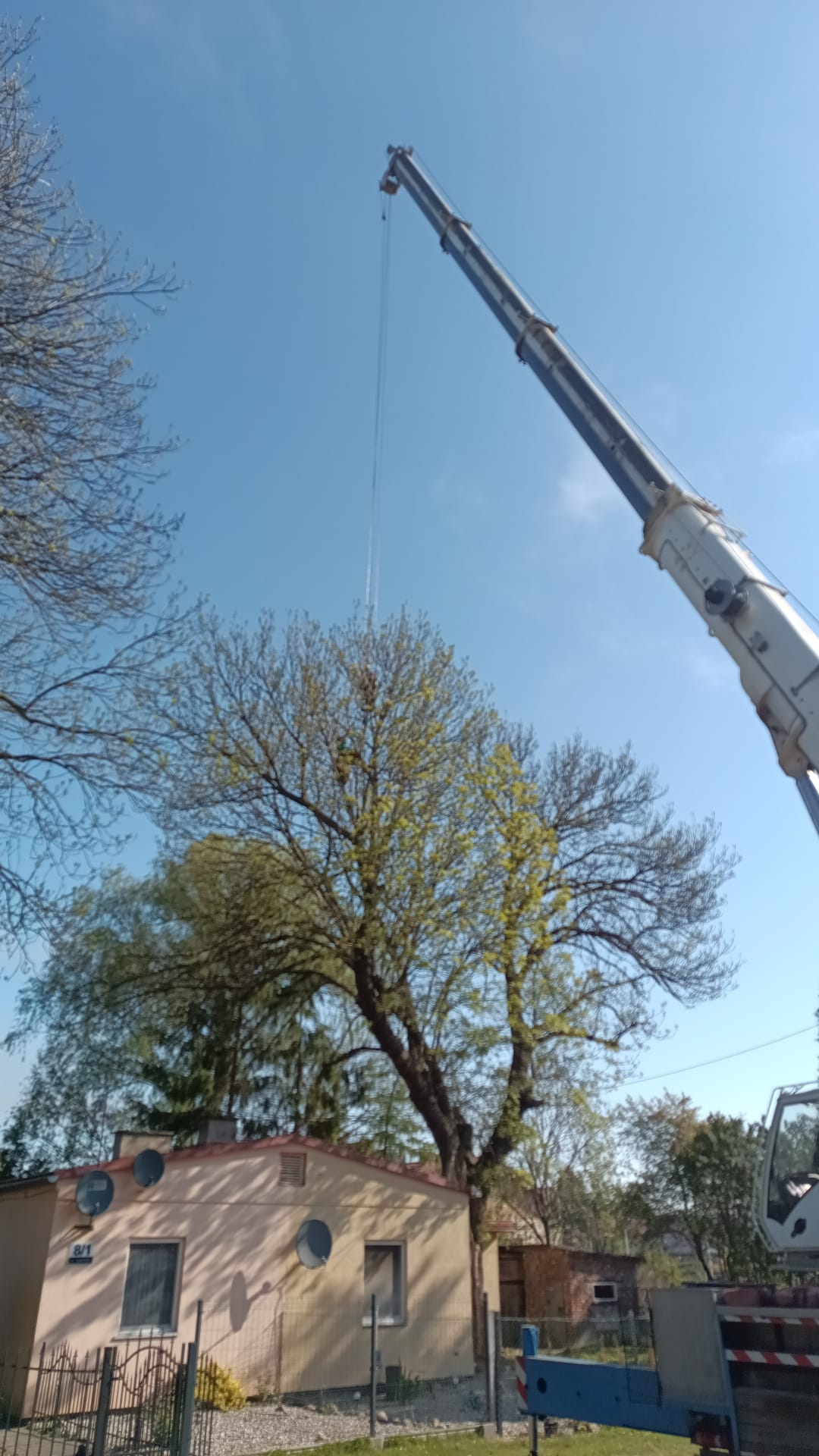 Strzała dźwigu nad koroną drzewa podczas bezpiecznej wycinki