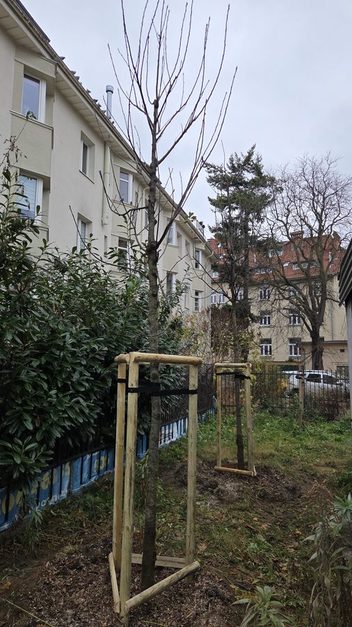 Nasadzenia zastępcze drzew z palikowaniem