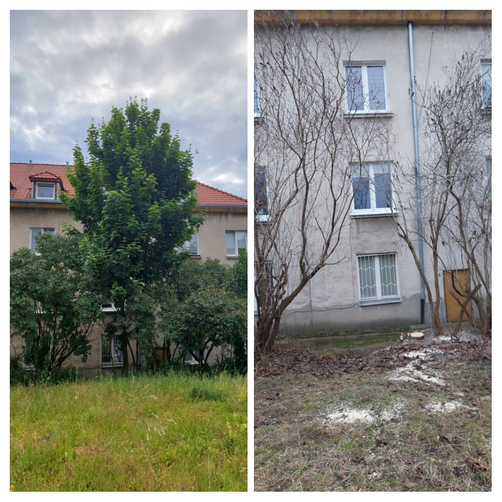 Wycinka drzew i krzewów przy kamienicy — przed i po