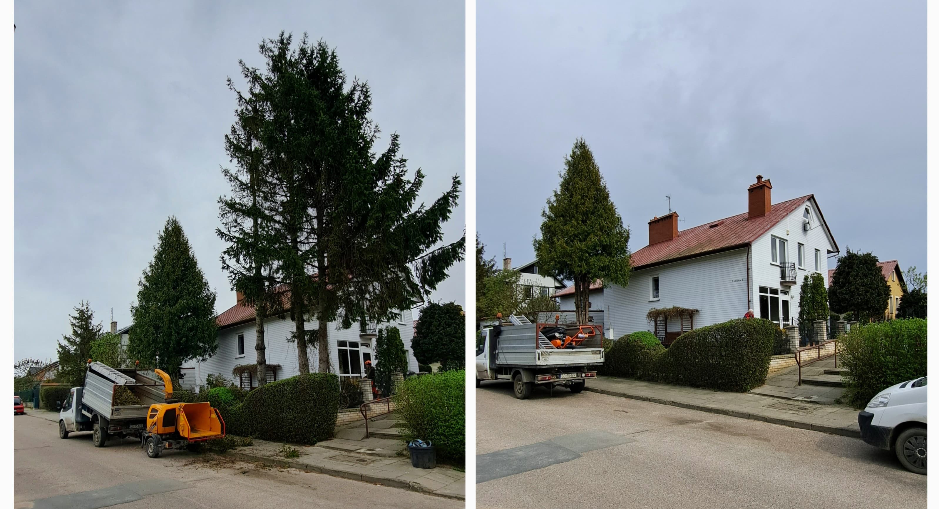 Wycinka świerków z użyciem rębakiem — przed i po